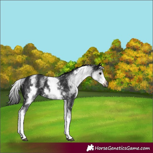 Horse Color:Gray White Spotted Black 