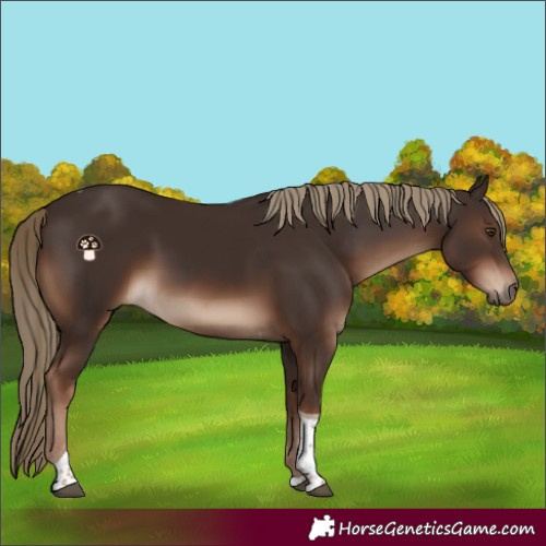 Horse Color:Liver Chestnut Tobiano Rabicano