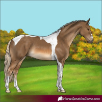 Horse Color:Chocolate Palomino Tobiano Rabicano