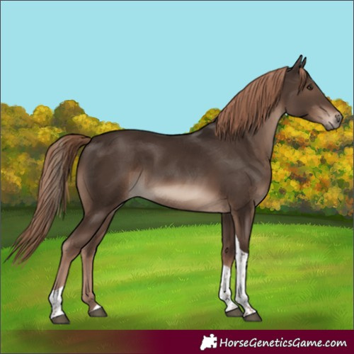 Horse Color:Liver Chestnut Tobiano Rabicano