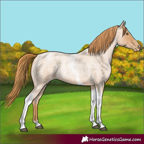 Horse Color:Red Roan Pearl Tobiano Frame 