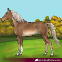 Horse Color:Chocolate Palomino Tobiano Rabicano