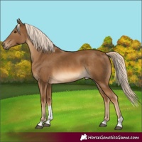 Horse Color:Chocolate Palomino Tobiano Rabicano