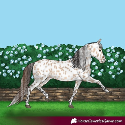Horse Color:Bay Dun Leopard