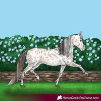 Horse Color:Bay Dun Leopard 
