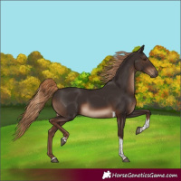 Horse Color:Liver Chestnut Tobiano Rabicano