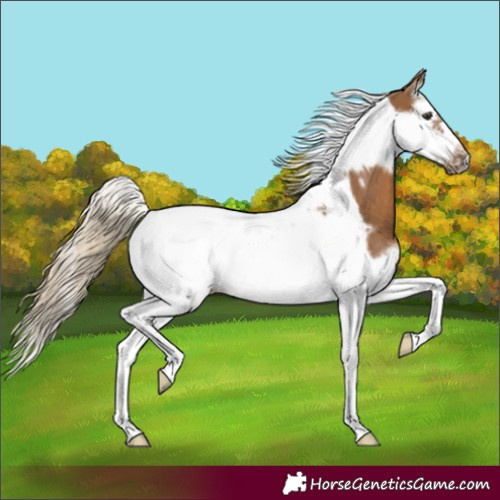 Horse Color:Chocolate Palomino Splash Tobiano Frame 