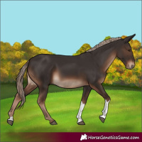 Horse Color:Liver Chestnut Tobiano Rabicano