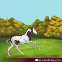 Horse Color:Liver Chestnut Splash Tobiano Appaloosa
