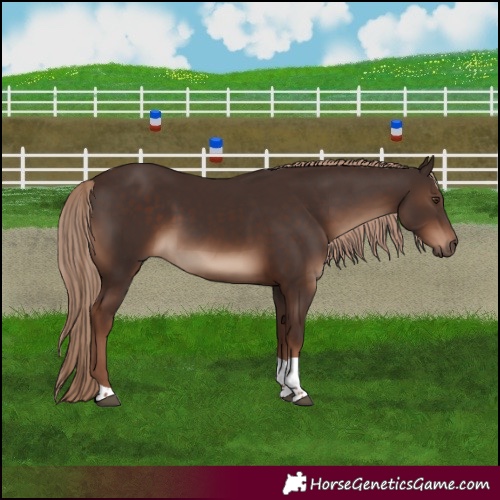 Horse Color:Liver Chestnut Tobiano Rabicano 