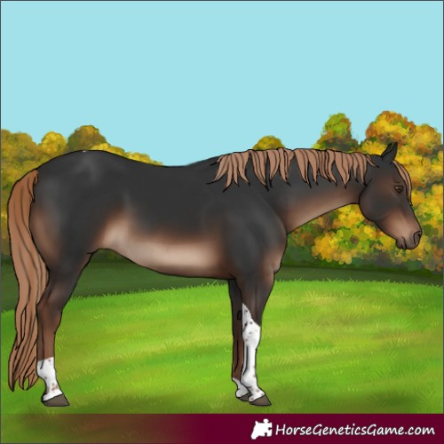 Horse Color:Liver Chestnut Tobiano Rabicano 