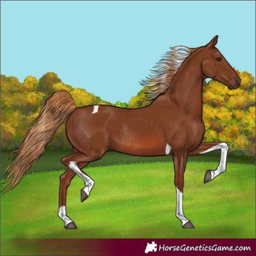 Horse Color:Chestnut Tobiano Rabicano 
