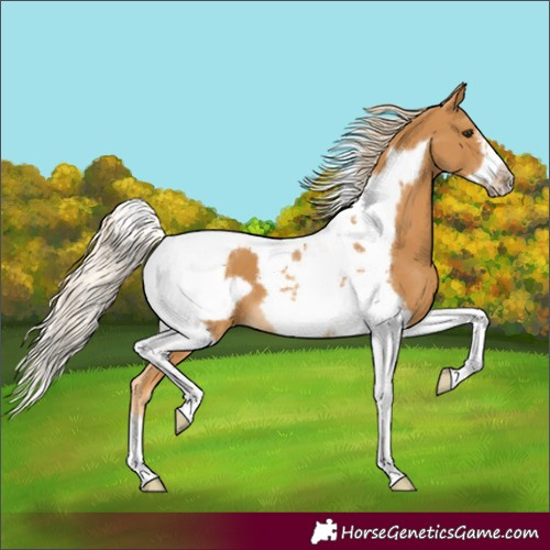 Horse Color:Palomino Tobiano Frame 