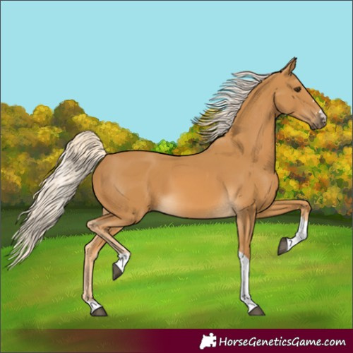 Horse Color:Palomino Tobiano 