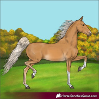 Horse Color:Palomino Tobiano 