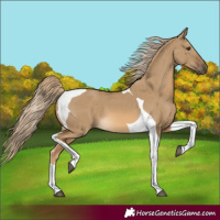 Horse Color:Chocolate Palomino Dun Tobiano 