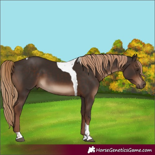 Horse Color:Liver Chestnut Tobiano Rabicano