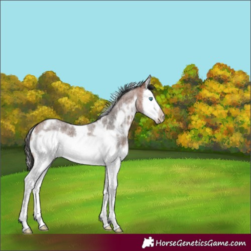 Horse Color:White Spotted Bay Roan Splash Frame 