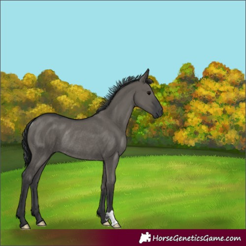 Horse Color:Grullo Rabicano