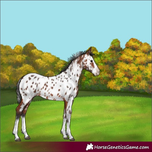 Horse Color:White Spotted Bay Splash Near Leopard