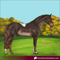 Horse Color:Liver Chestnut Tobiano Rabicano 