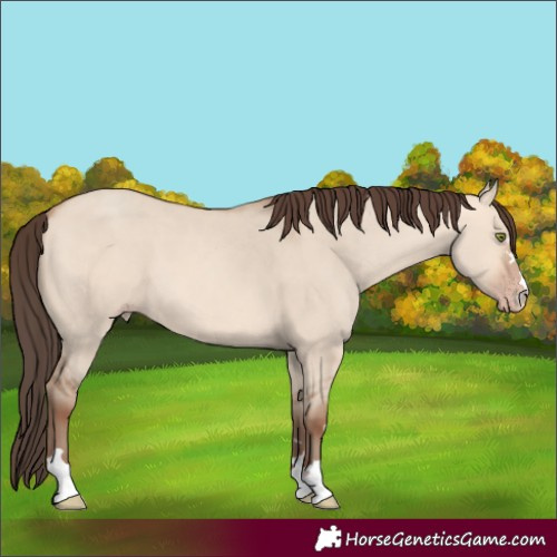 Horse Color:Unknown 