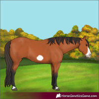 Horse Color:Bay Frame