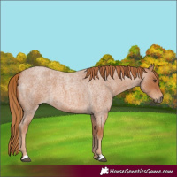 Horse Color:Red Roan 