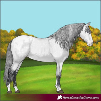 Horse Color:Bay Chinchilla Tobiano Appaloosa