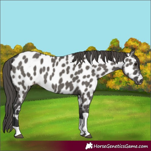 Horse Color:Grullo Tobiano Appaloosa 