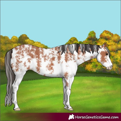 Horse Color:Bay Sabino 