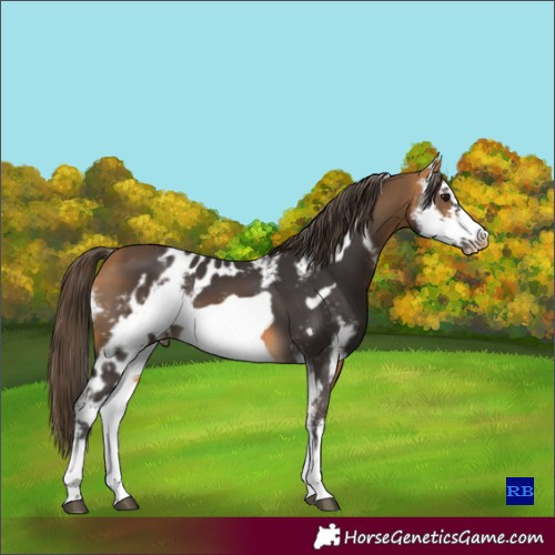 Horse Color:Buckskin Sabino Frame Skewed LP Spotted 