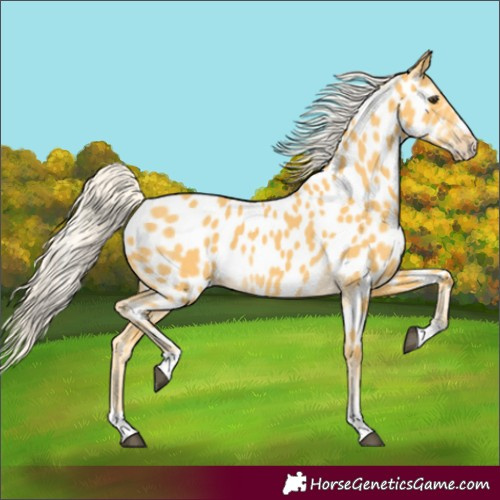 Horse Color:Palomino Appaloosa 