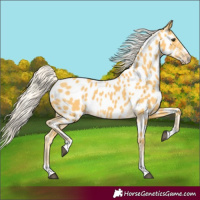 Horse Color:Palomino Near Leopard