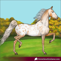 Horse Color:Gray Palomino Appaloosa 