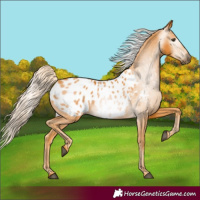 Horse Color:Gray Palomino Appaloosa 