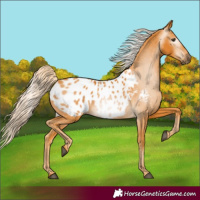 Horse Color:Gray Palomino Appaloosa 