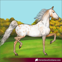 Horse Color:Gray Palomino Blanket