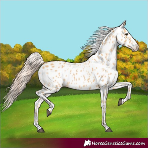 Horse Color:Red Dun Appaloosa 