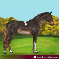Horse Color:Liver Chestnut Tobiano Rabicano 
