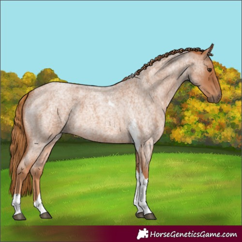 Horse Color:Red Roan Tobiano