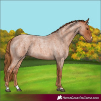 Horse Color:Red Roan 