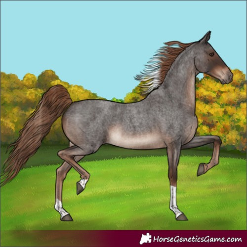 Horse Color:Liver Red Roan Tobiano Rabicano 