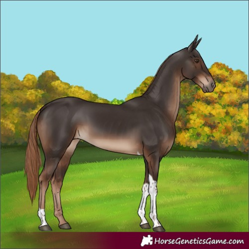Horse Color:Liver Chestnut Tobiano Rabicano 