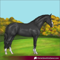 Horse Color:Black 