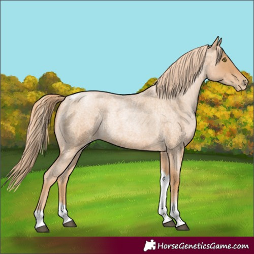Horse Color:Red Roan Pearl Tobiano Frame 
