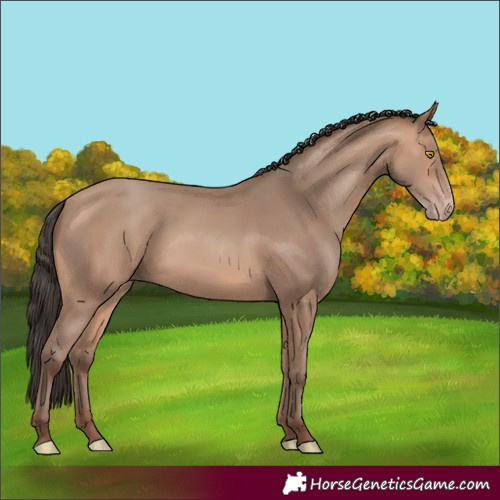 Horse Color:Amber Champagne Rabicano 