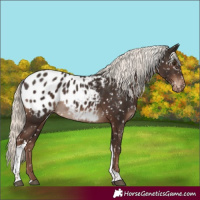 Horse Color:Liver Chestnut Mushroom Tobiano Appaloosa Rabicano