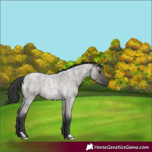 Horse Color:Grullo Roan Rabicano