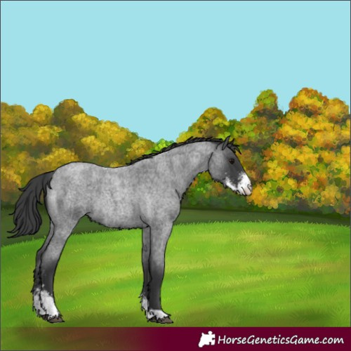 Horse Color:Blue Roan Sabino Rabicano 